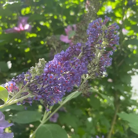 Pensión Landgasthof Gaensberg